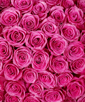Glitter Hot Pink Roses