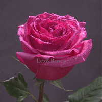 Glitter Hot Pink Roses